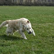 Golden retriever Sea Pimpernel Paperboy