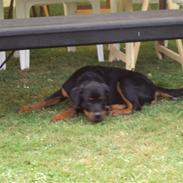 Rottweiler Loke