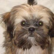 Blanding af racer Plys