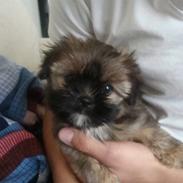 Blanding af racer Plys