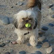 Blanding af racer Plys