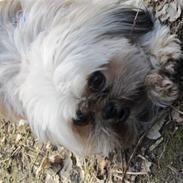 Blanding af racer Plys