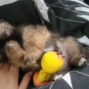 Blanding af racer Plys