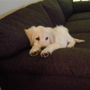 Golden retriever Oscar