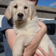 Golden retriever Oscar