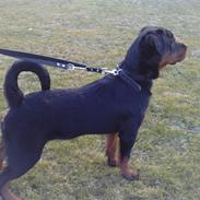 Rottweiler Von Hause Eisenguard Eis