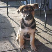 Schæferhund Kimba