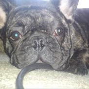 Fransk bulldog Møffe