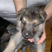 Schæferhund Kimba