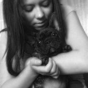 Fransk bulldog Møffe