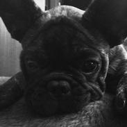 Fransk bulldog Møffe