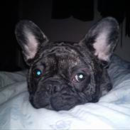 Fransk bulldog Møffe