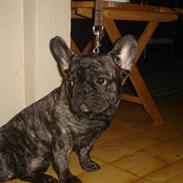 Fransk bulldog Møffe