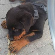 Rottweiler Bernhardt