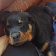 Rottweiler Bernhardt