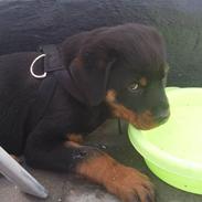 Rottweiler Bernhardt