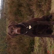 Labrador retriever Othello 