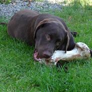 Labrador retriever Othello 