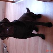 Labrador retriever Othello 