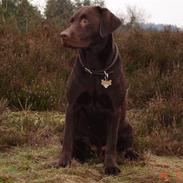 Labrador retriever Othello 