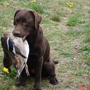 Labrador retriever Othello 
