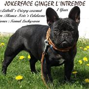 Fransk bulldog Jokerface's Ginger I'Intr