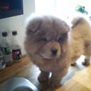 Chow chow basse
