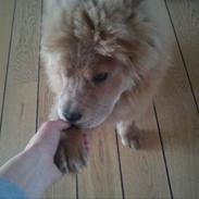 Chow chow basse