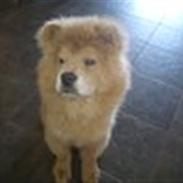 Chow chow basse