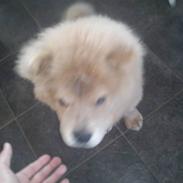 Chow chow basse
