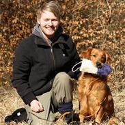 Golden retriever Golden de luxe Gambit