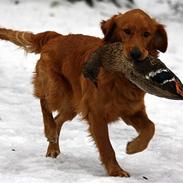 Golden retriever Golden de luxe Gambit