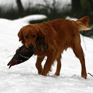 Golden retriever Golden de luxe Gambit