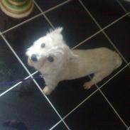 West highland white terrier Tessa