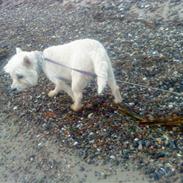 West highland white terrier Tessa