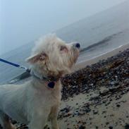 West highland white terrier Tessa