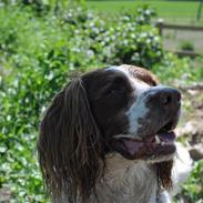 Field Trial spaniel -Tjago-