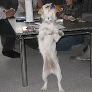 Blanding af racer Gismo