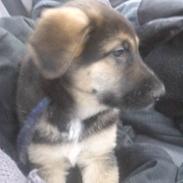 Schæferhund Tyson *SOLGT* :(