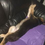 Schæferhund Tyson *SOLGT* :(