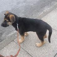 Schæferhund Tyson *SOLGT* :(