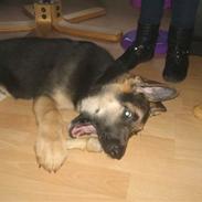 Schæferhund Tyson *SOLGT* :(