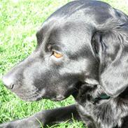 Labrador retriever Kiwi (F1)