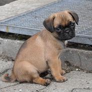 Blanding af racer Fiffi