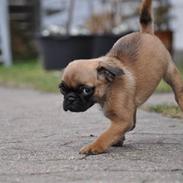 Blanding af racer Fiffi