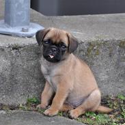 Blanding af racer Fiffi