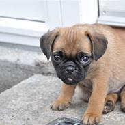 Blanding af racer Fiffi