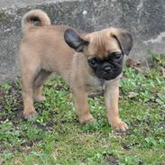 Blanding af racer Fiffi