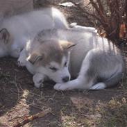 Alaskan malamute Spanto