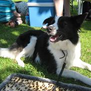 Border collie Cron-Heede Mari (Cody)